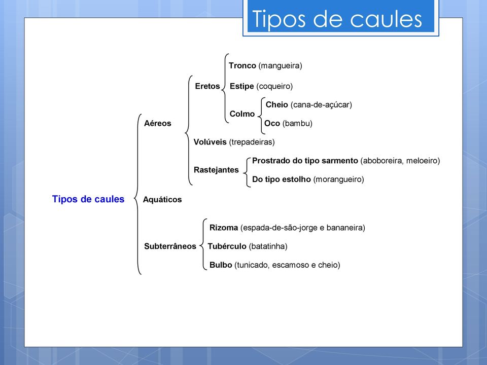 sarmento (aboboreira, meloeiro) Do tipo estolho (morangueiro) Tipos de caules Aquáticos