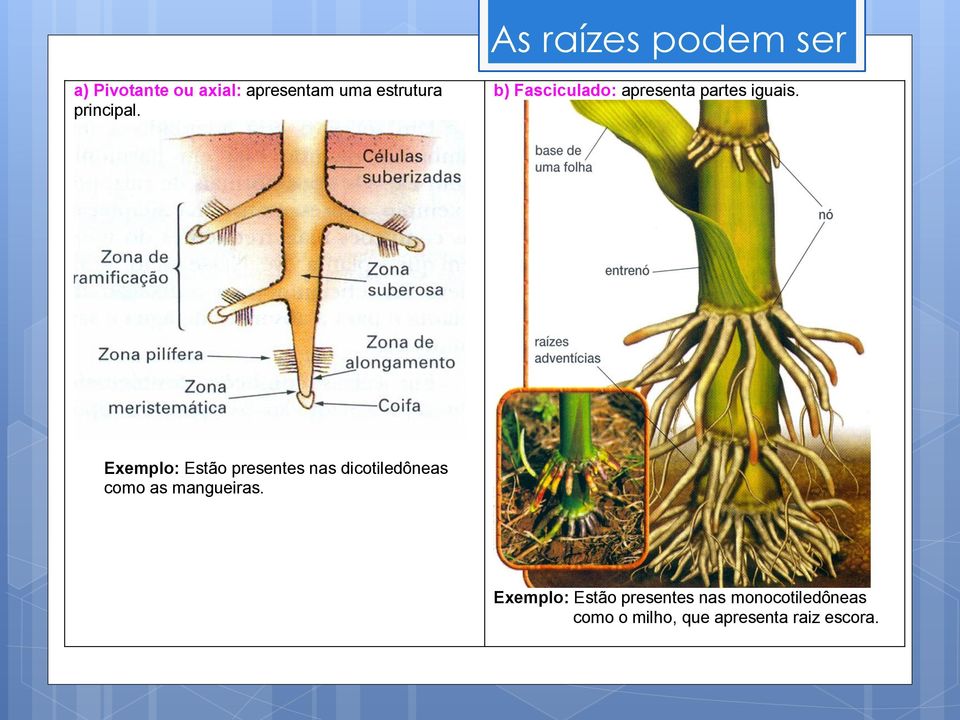 A Exemplo: Estão presentes nas dicotiledôneas como as mangueiras.