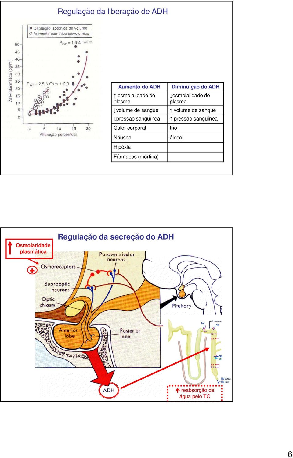 Diminuição do ADH osmolalidade do plasma volume de sangue pressão sangüínea frio