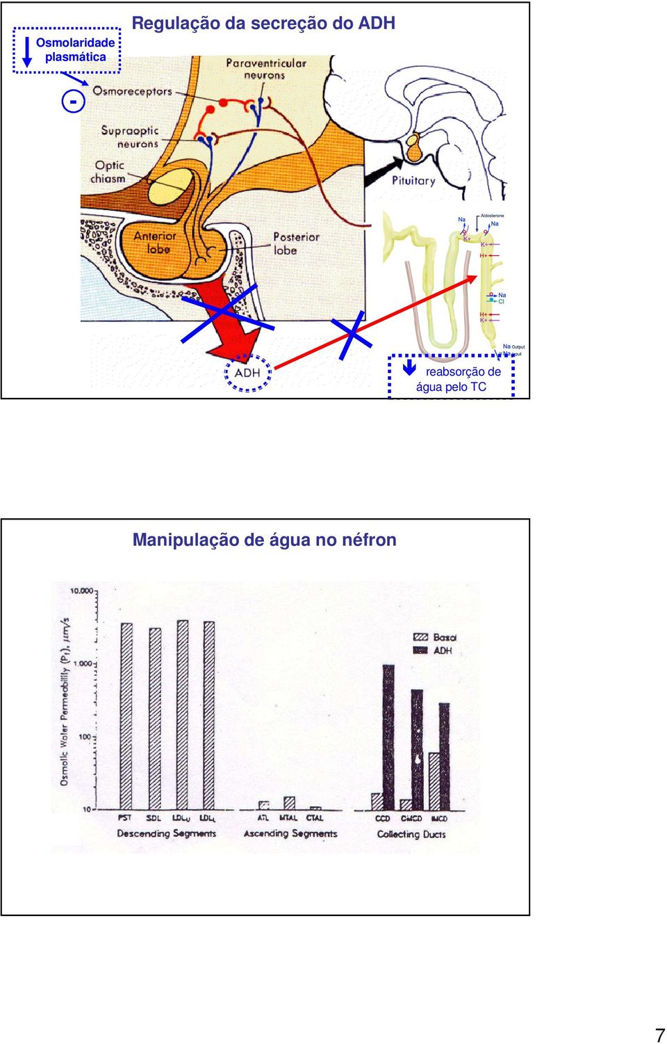 - reabsorção de água pelo TC