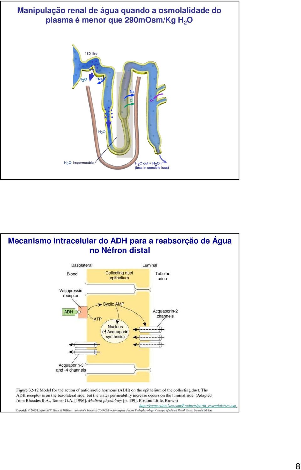 intracelular do ADH para a reabsorção de Água no Néfron