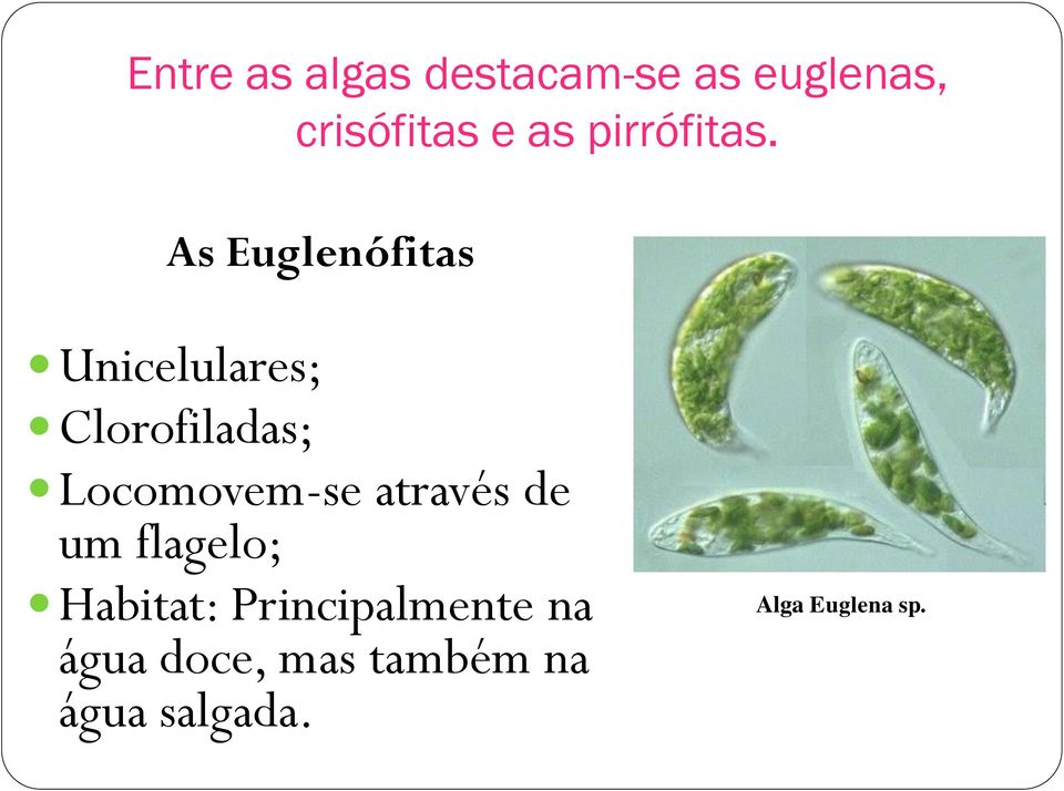As Euglenófitas Unicelulares; Clorofiladas; Locomovem-se