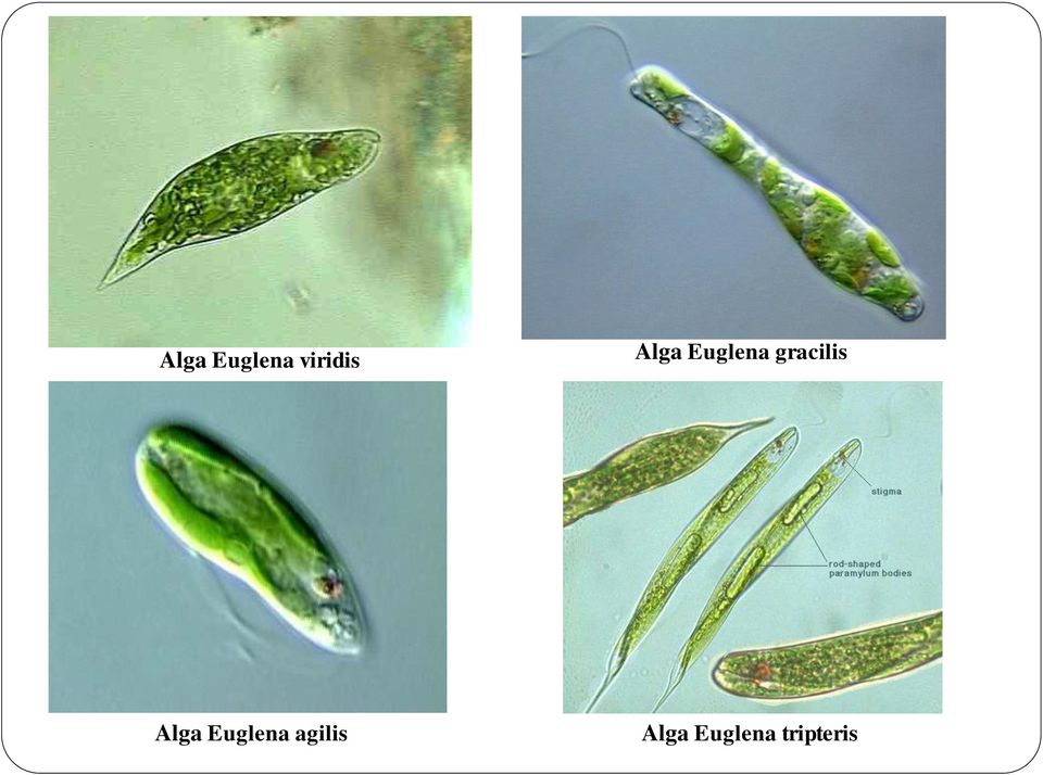 Alga Euglena agilis