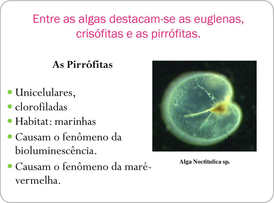 As Pirrófitas Unicelulares, clorofiladas Habitat: