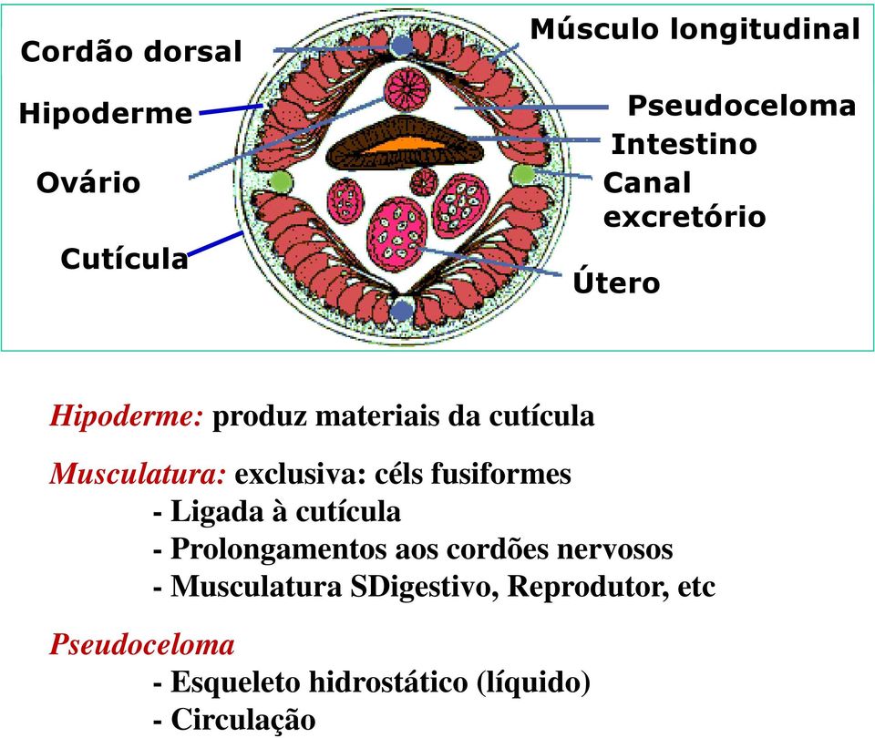 céls fusiformes - Ligada à cutícula - Prolongamentos aos cordões nervosos -