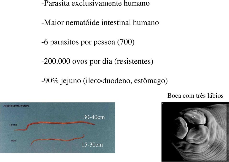 -200.000 ovos por dia (resistentes) -90% jejuno