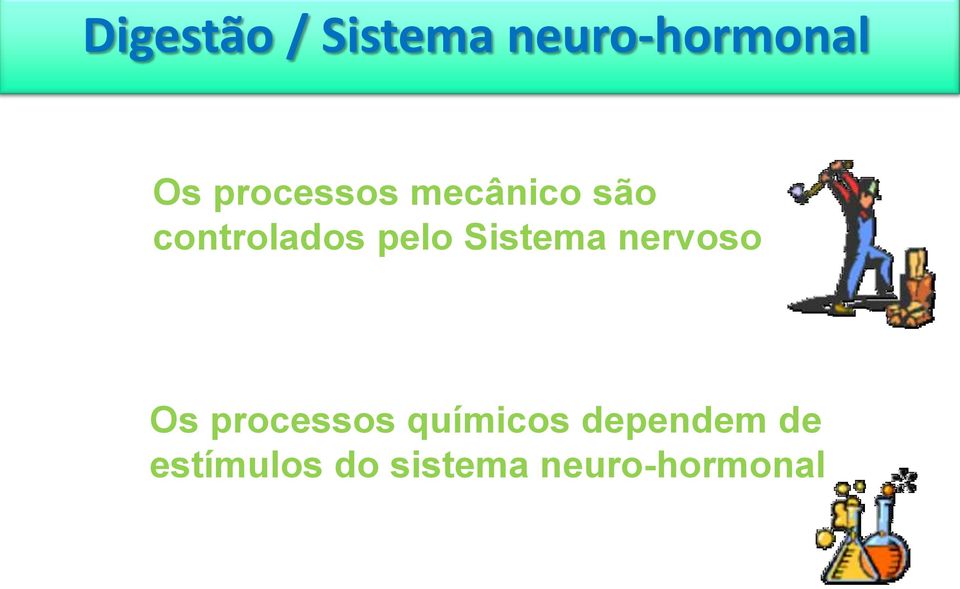 Sistema nervoso Os processos químicos