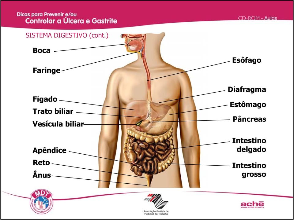 Vesícula biliar Apêndice Reto Ânus