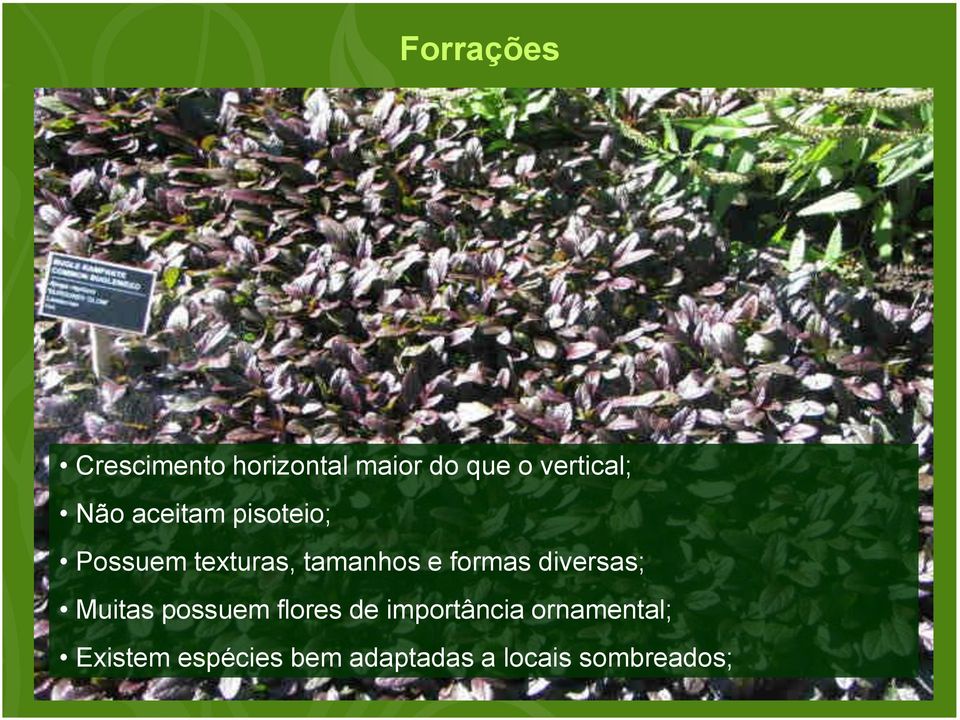 tamanhos e formas diversas; Muitas possuem flores de