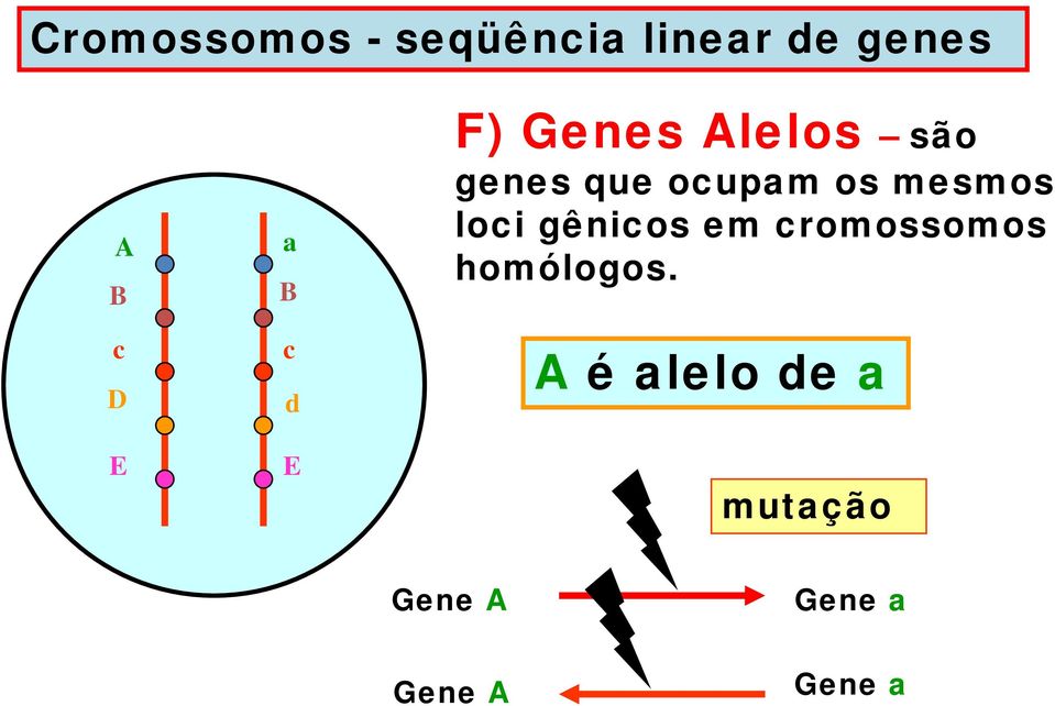 os mesmos loci gênicos em cromossomos homólogos.