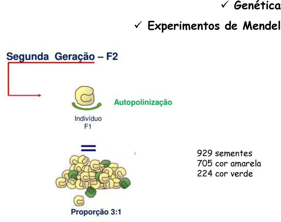 sementes 705 cor