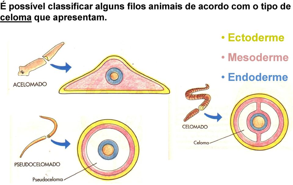 tipo de celoma que apresentam.