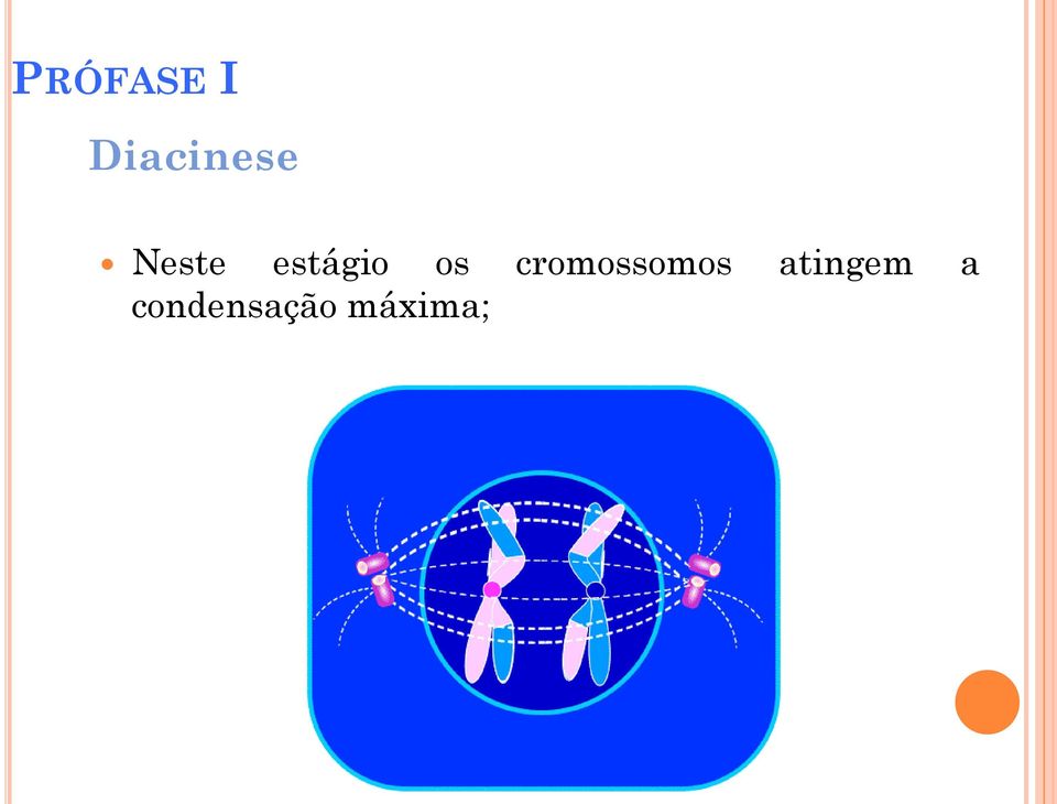 cromossomos atingem