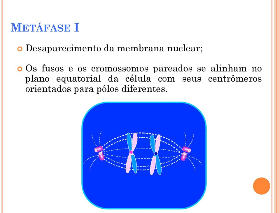 se alinham no plano equatorial da célula com