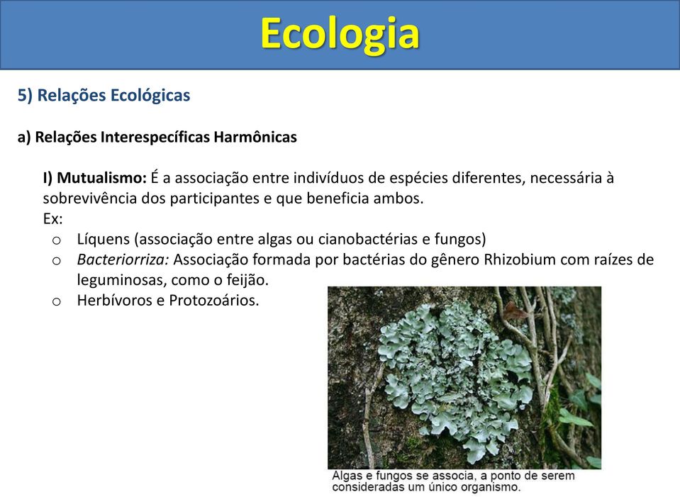 Ex: o Líquens (associação entre algas ou cianobactérias e fungos) o Bacteriorriza: Associação formada