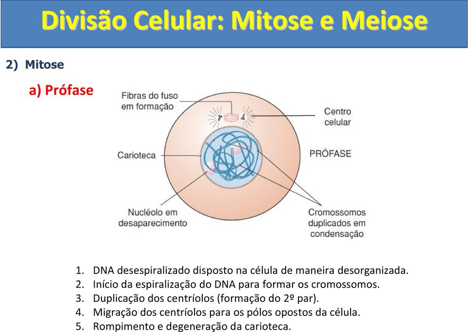 Início da espiralização do DNA para formar os cromossomos. 3.