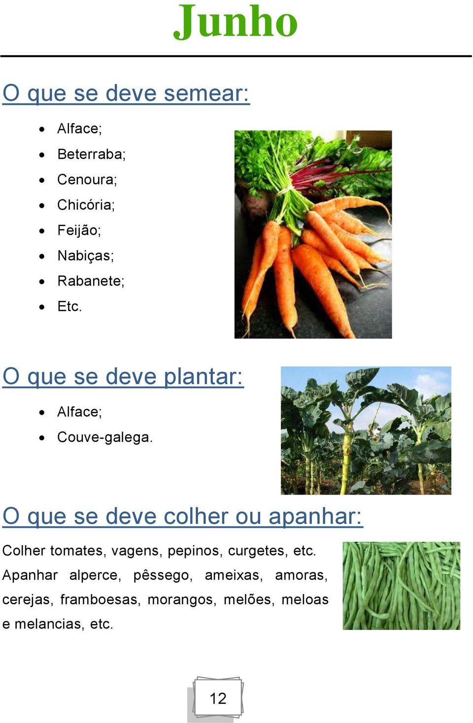 O que se deve colher ou apanhar: Colher tomates, vagens, pepinos, curgetes, etc.