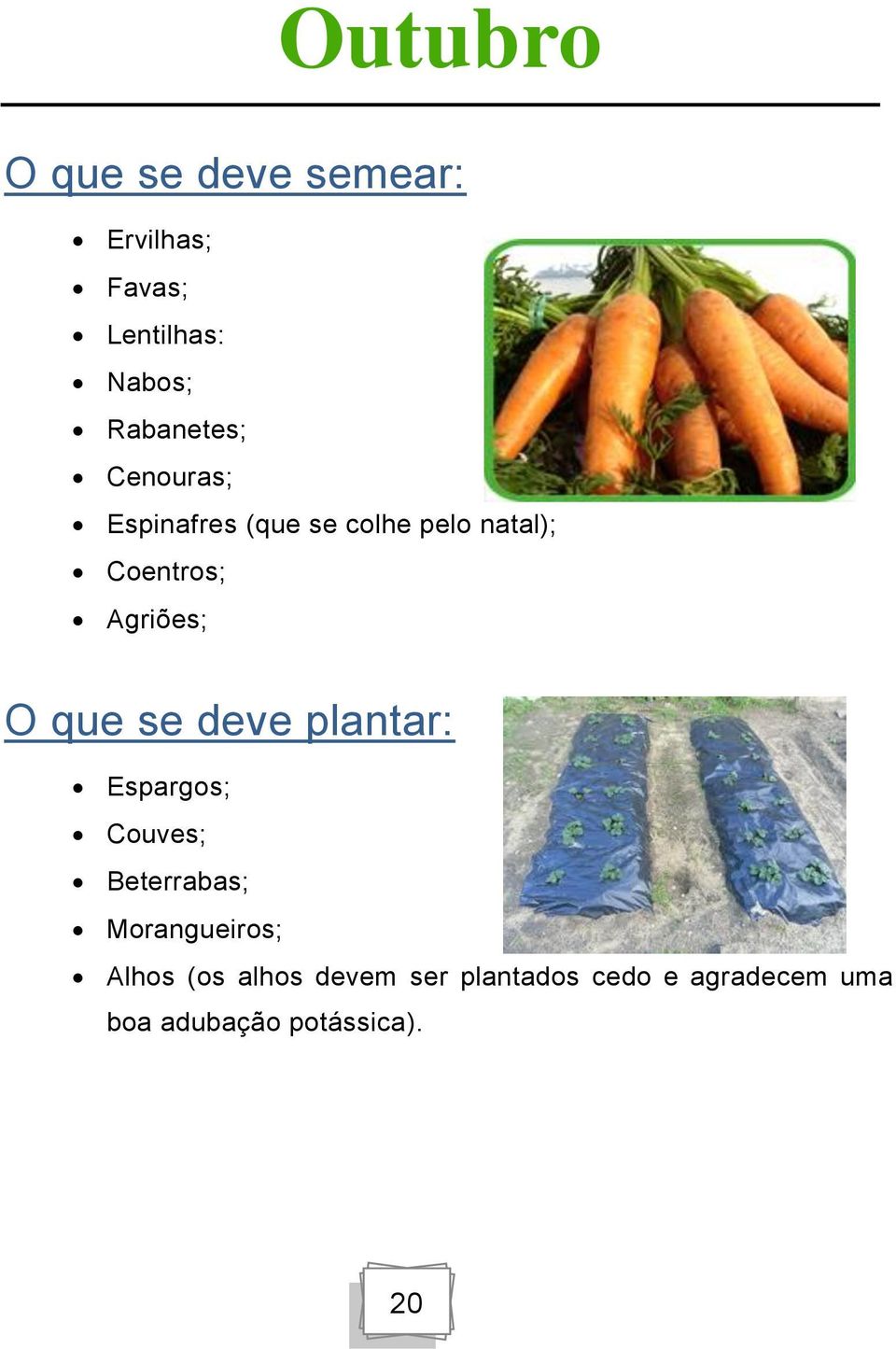 Agriões; O que se deve plantar: Espargos; Couves; Beterrabas;