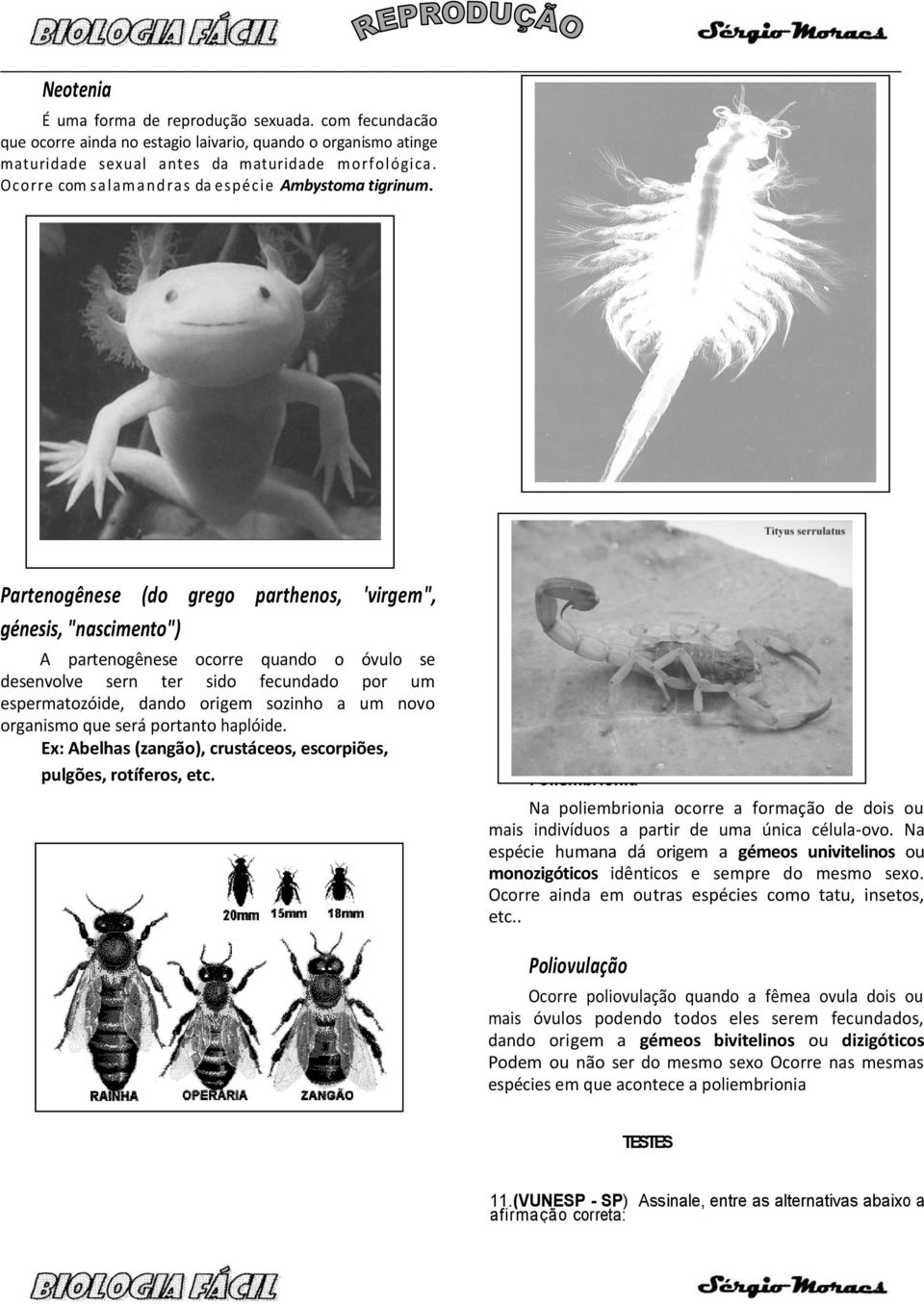 Partenogênese (do grego parthenos, 'virgem", génesis, "nascimento") A partenogênese ocorre quando o óvulo se desenvolve sern ter sido fecundado por um espermatozóide, dando origem sozinho a um novo