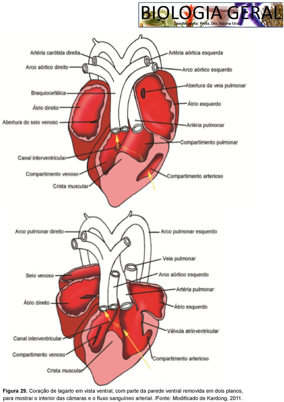 parede ventral removida em dois planos, para