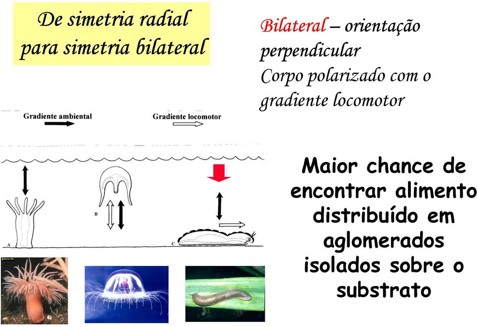 gradiente locomotor Maior chance de encontrar