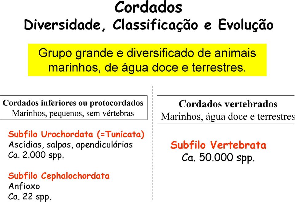 Cordados d inferiores i ou protocordados d Cordados d vertebrados Marinhos, pequenos, sem vértebras
