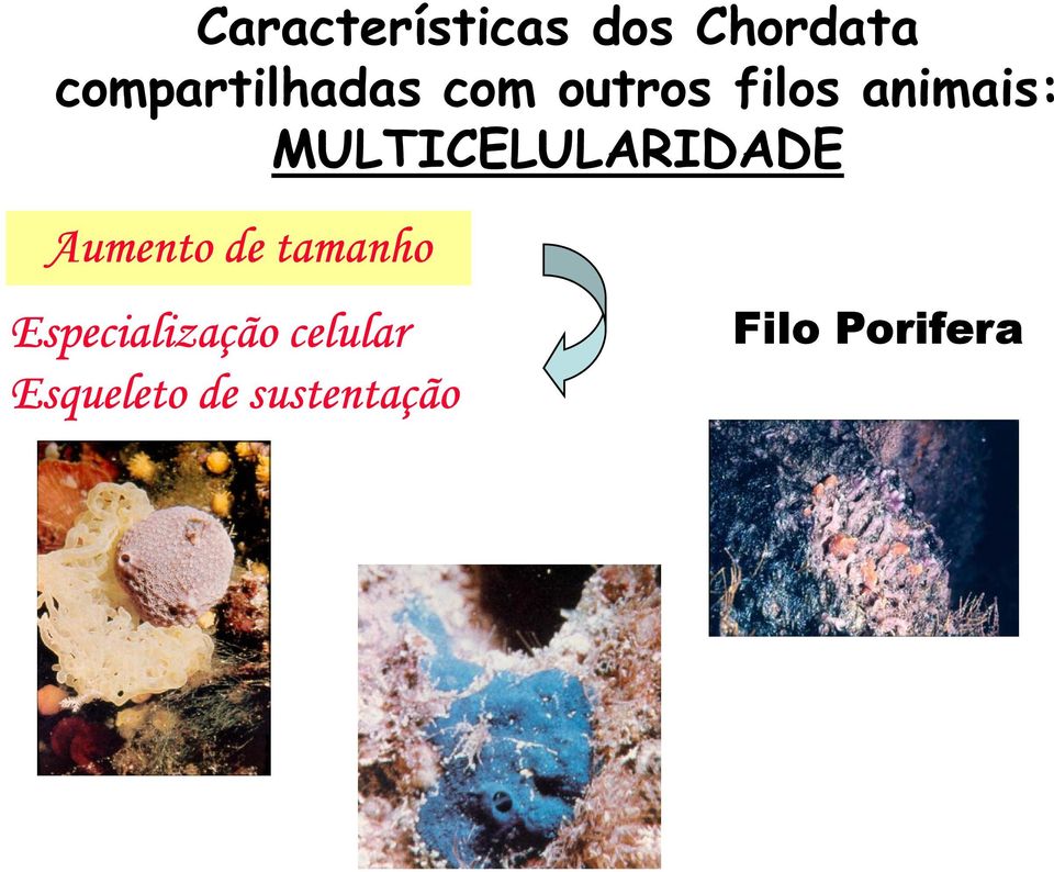 MULTICELULARIDADE Aumento de tamanho