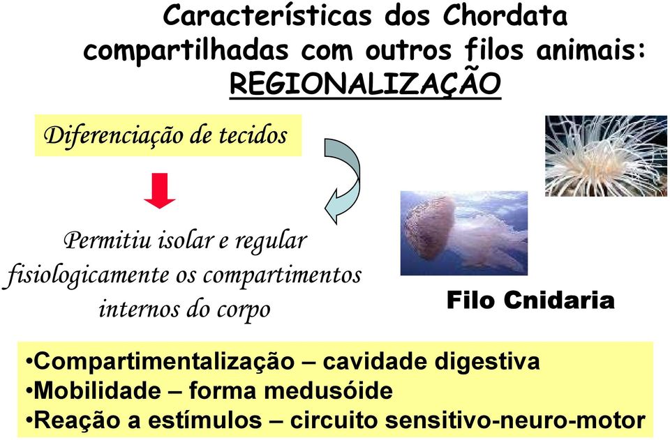 fisiologicamente os compartimentos internos do corpo Filo Cnidaria