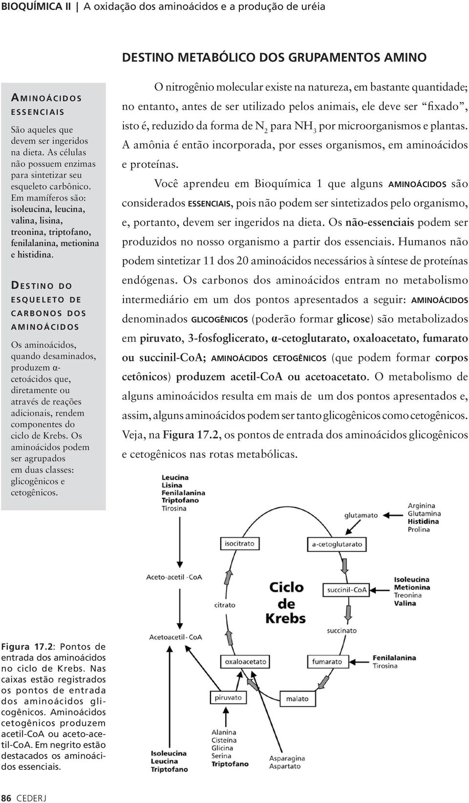 D E S T I N O DO E S Q U E L E T O DE C A R B O N O S DOS A M I N O Á C I D O S Os aminoácidos, quando desaminados, produzem α- cetoácidos que, diretamente ou através de reações adicionais, rendem