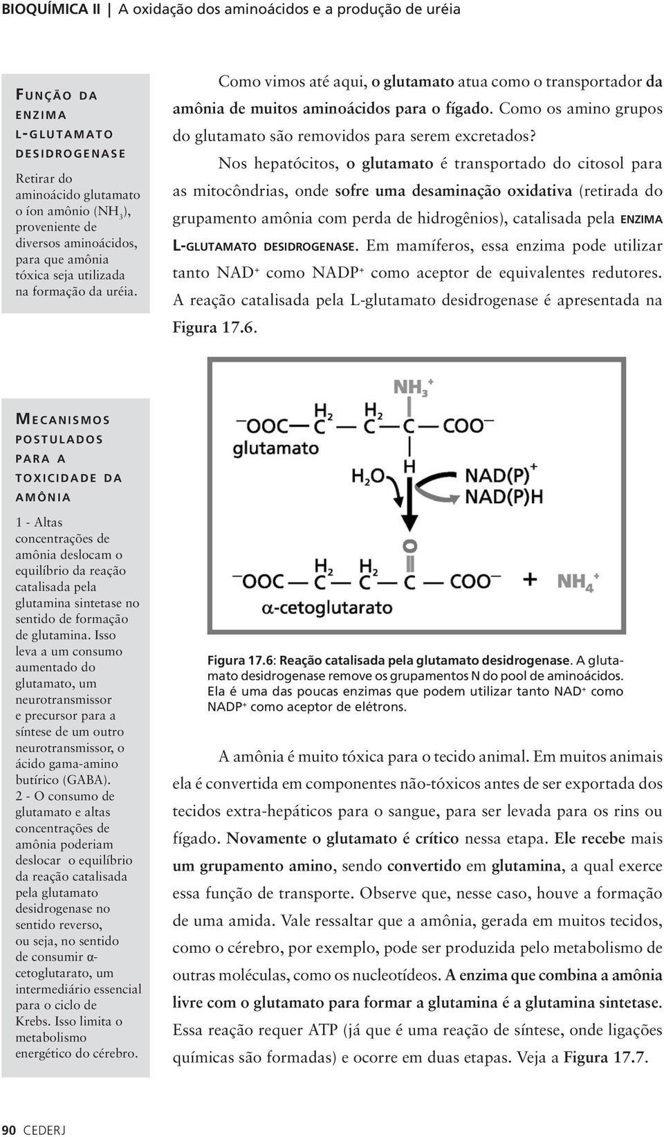 Como os amino grupos do glutamato são removidos para serem excretados?