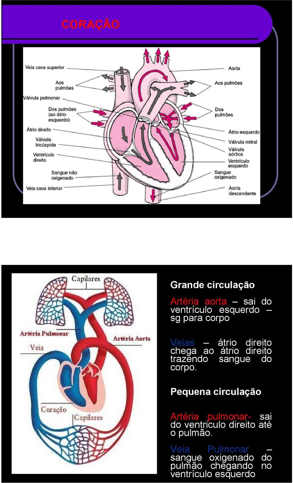 Pequena circulação Artéria pulmonar- sai do ventriculo direito até o