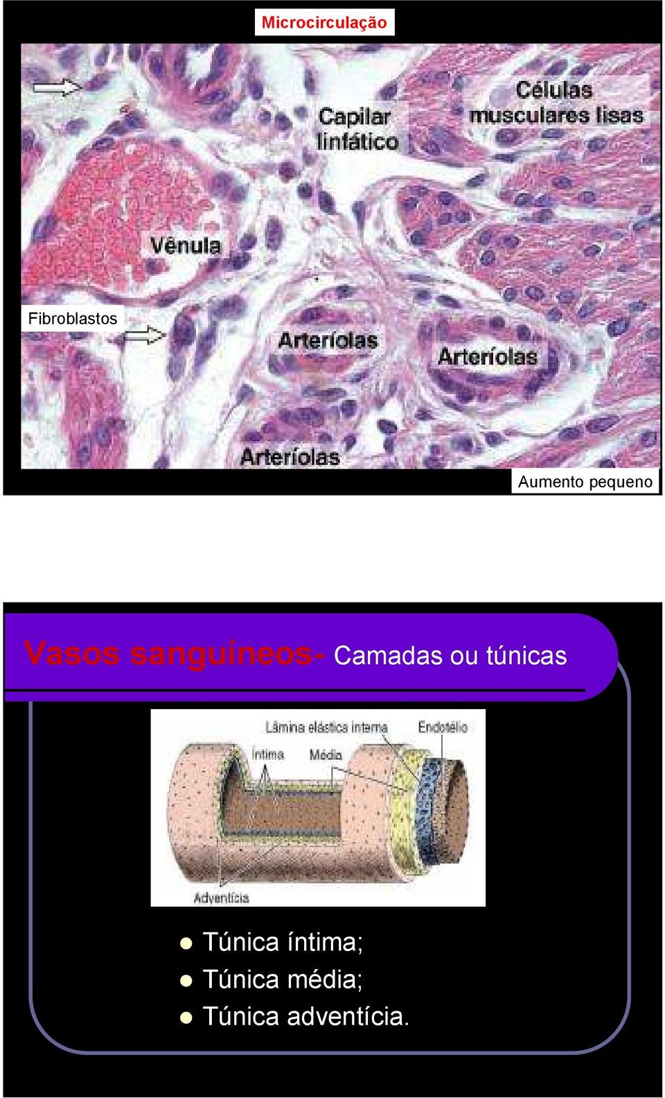 sanguíneos- Camadas ou túnicas