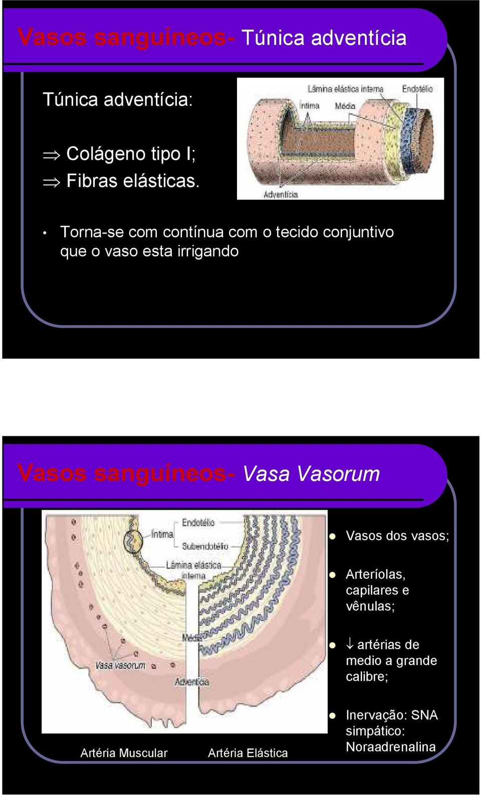 Torna-se com contínua com o tecido conjuntivo que o vaso esta irrigando Vasos