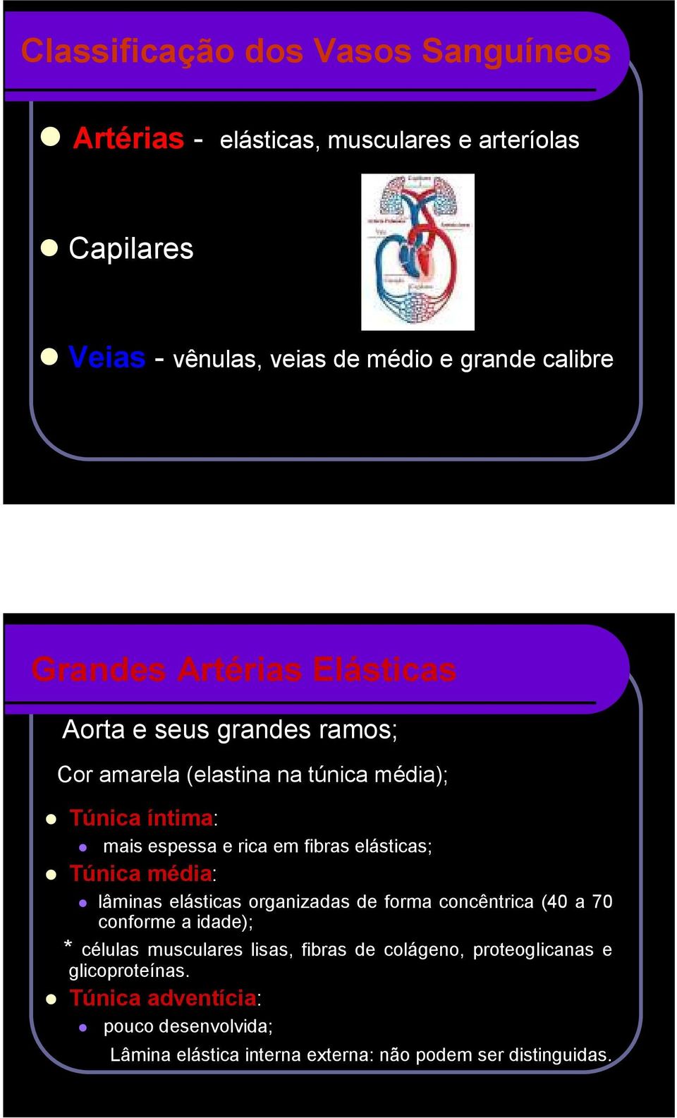 elásticas; Túnica média: lâminas elásticas organizadas de forma concêntrica (40 a 70 conforme a idade); * células musculares lisas, fibras