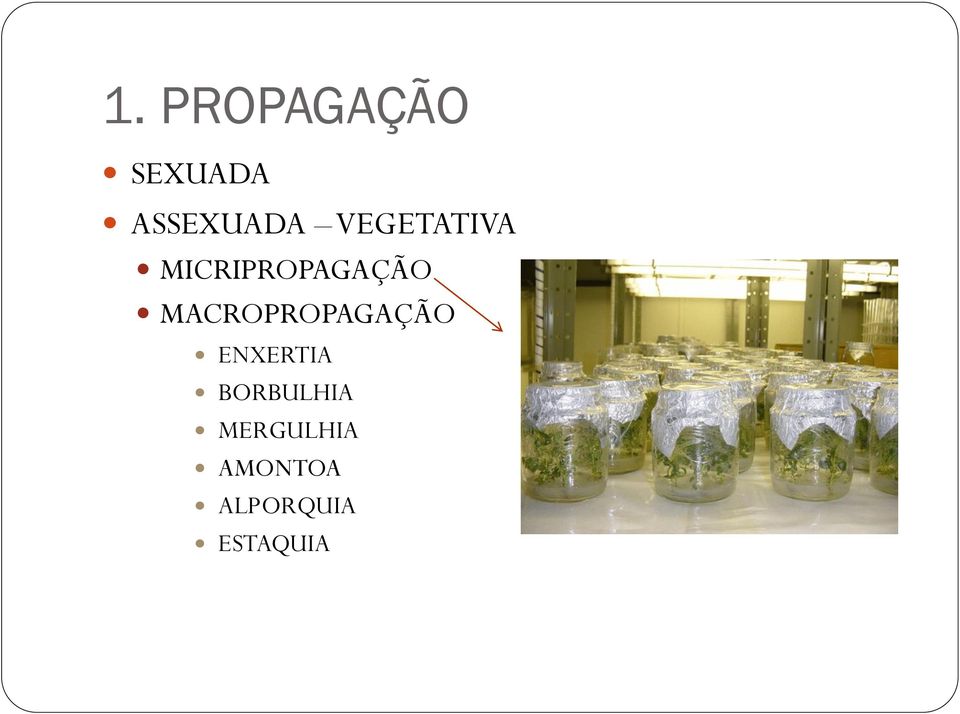 MACROPROPAGAÇÃO ENXERTIA