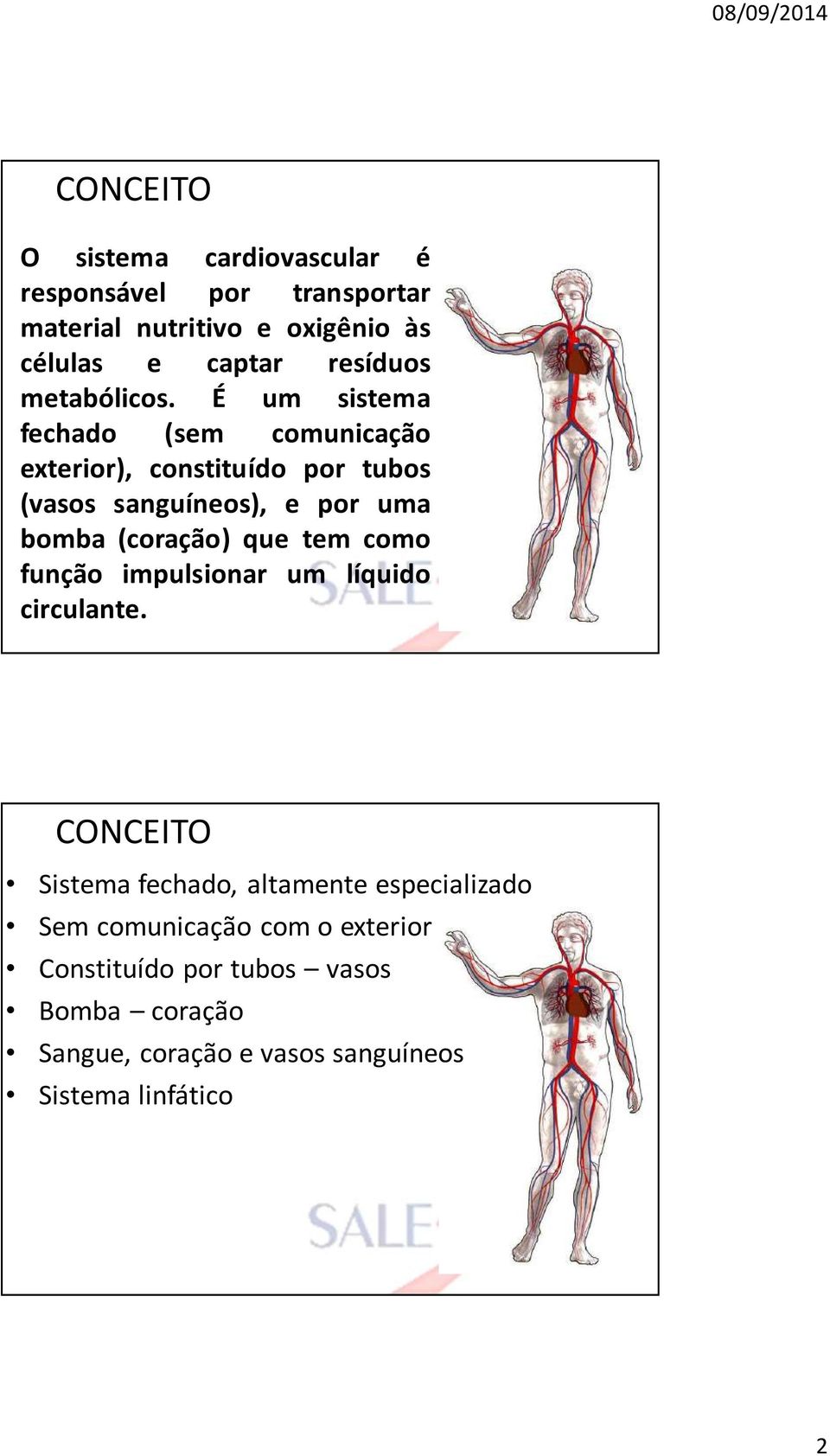 É um sistema fechado (sem comunicação exterior), constituído por tubos (vasos sanguíneos), e por uma bomba (coração) que