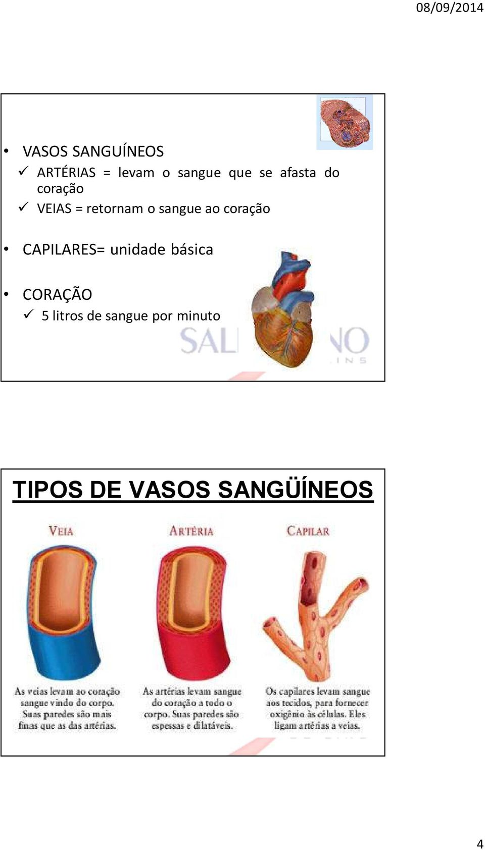 ao coração CAPILARES= unidade básica CORAÇÃO