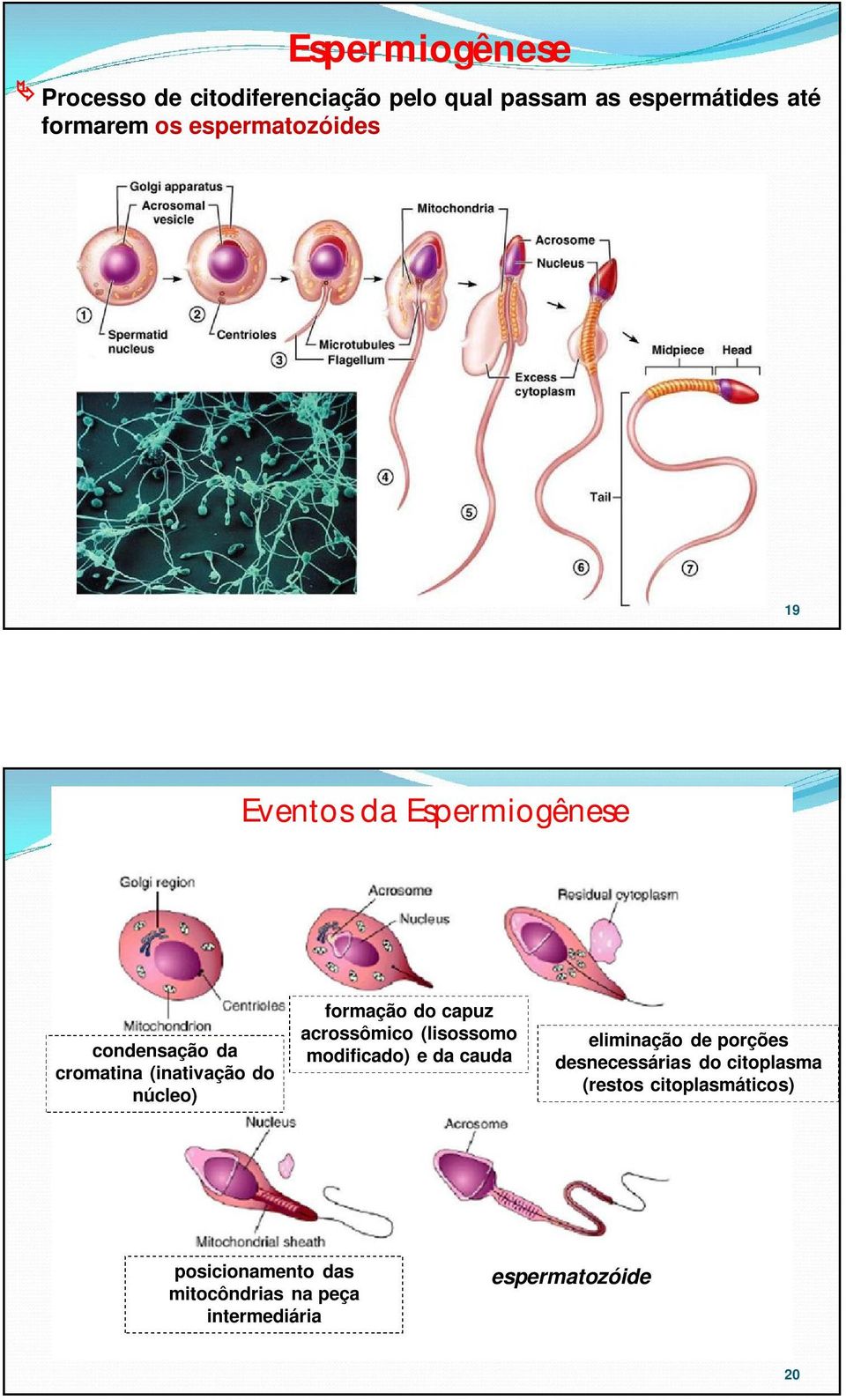 formação do capuz acrossômico (lisossomo modificado) e da cauda eliminação de porções desnecessárias