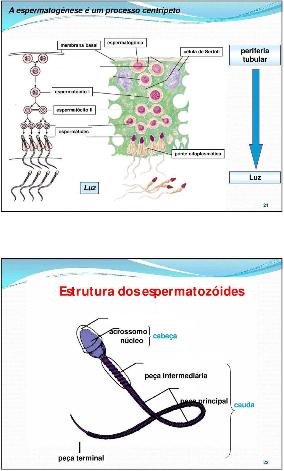 espermátides ponte citoplasmática Luz Luz 21 Estrutura dos espermatozóides