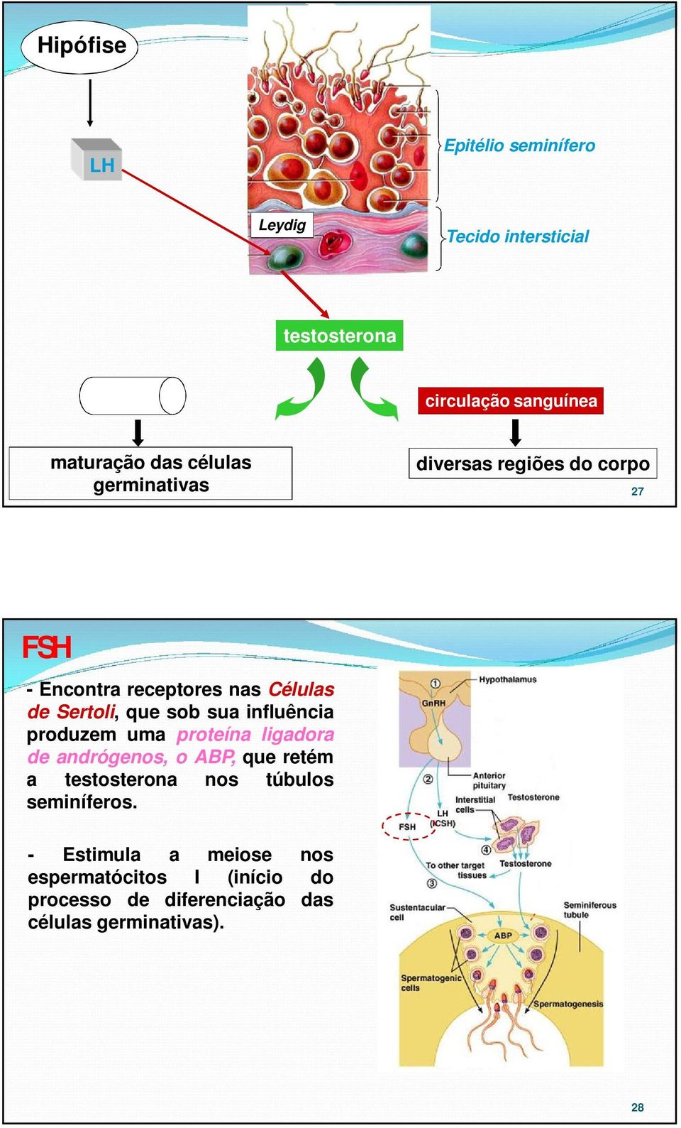 sua influência produzem uma proteína ligadora de andrógenos, o ABP, que retém a testosterona nos túbulos