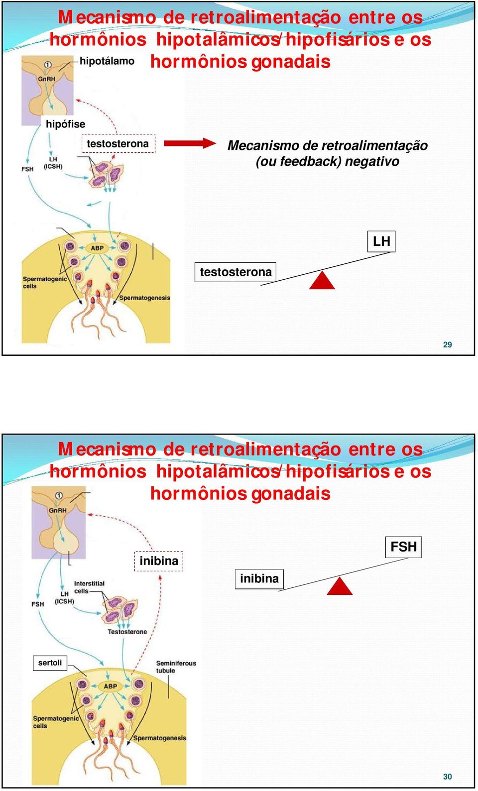 (ou feedback) negativo LH testosterona 29  hormônios gonadais inibina inibina FSH