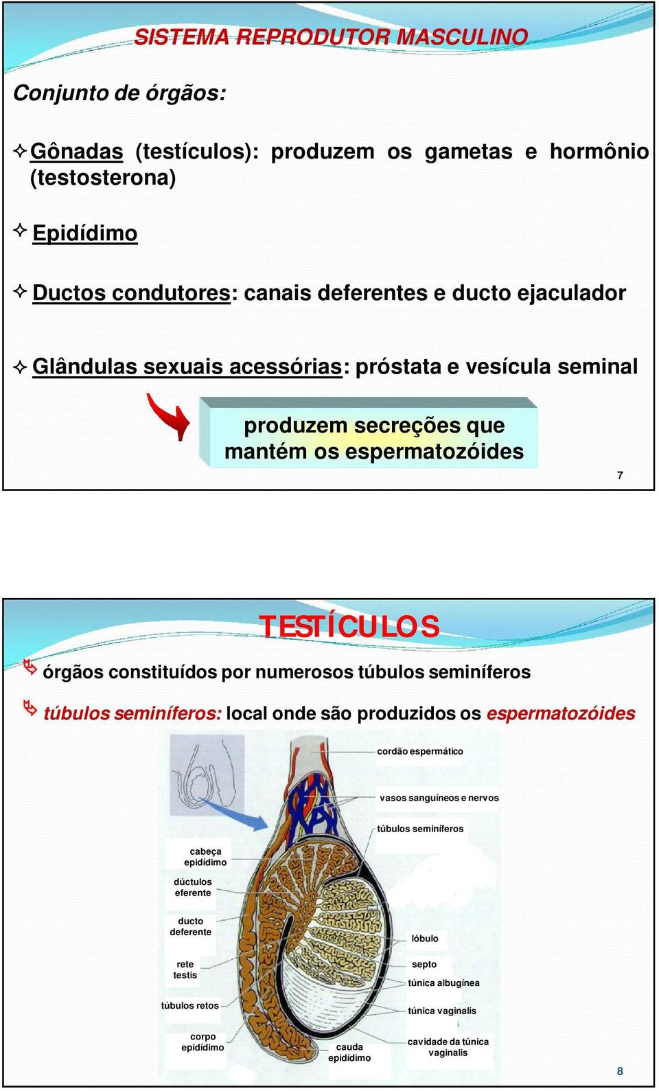 numerosos túbulos seminíferos túbulos seminíferos: local onde são produzidos os espermatozóides cordão espermático vasos sanguíneos e nervos cabeça epidídimo dúctulos