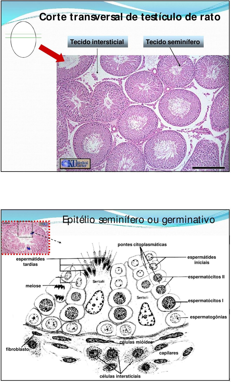 espermátides tardias espermátides iniciais espermatócitos II meiose