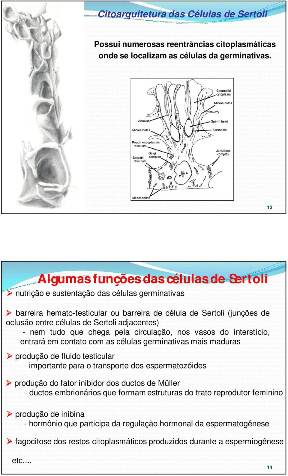 adjacentes) - nem tudo que chega pela circulação, nos vasos do interstício, entrará em contato com as células germinativas mais maduras produção de fluido testicular - importante para o transporte