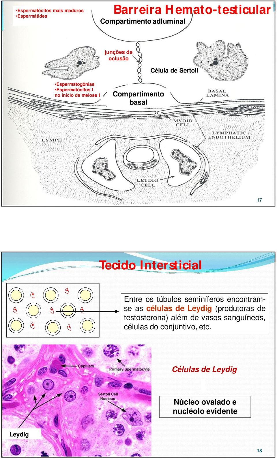 Tecido Intersticial Entre os túbulos seminíferos encontramse as células de Leydig (produtoras de