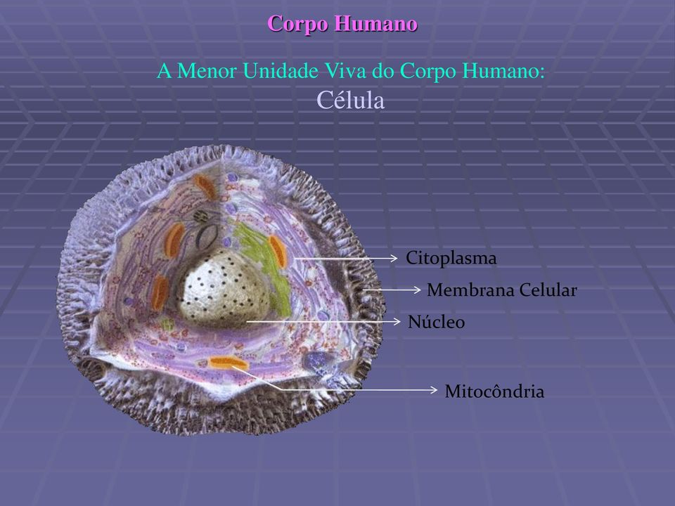Célula Citoplasma