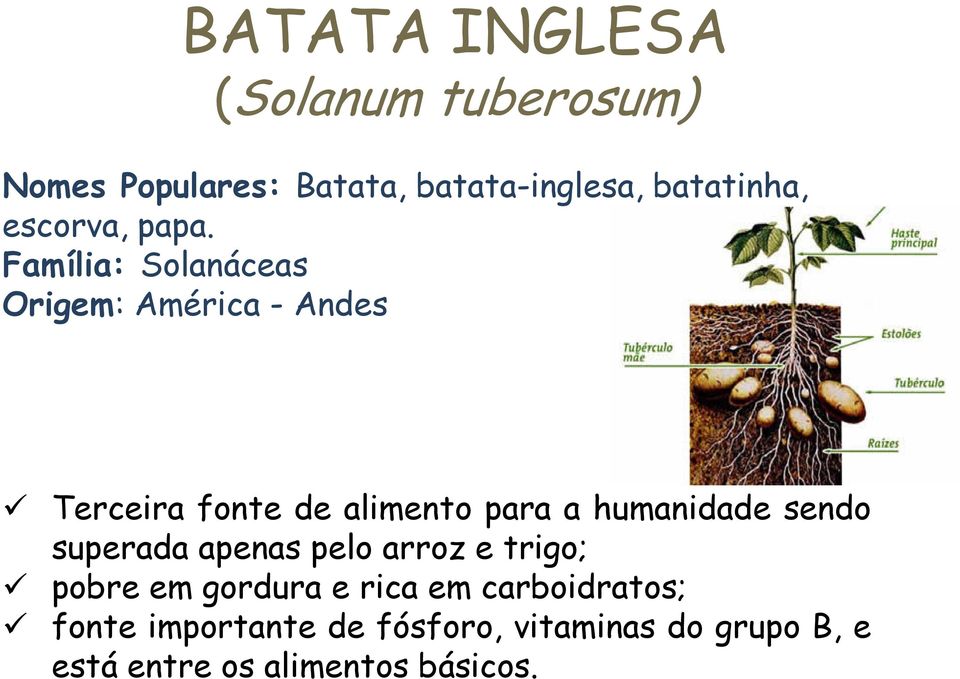 ou semilha Família: Solanáceas Origem: América - Andes Terceira fonte de alimento para a