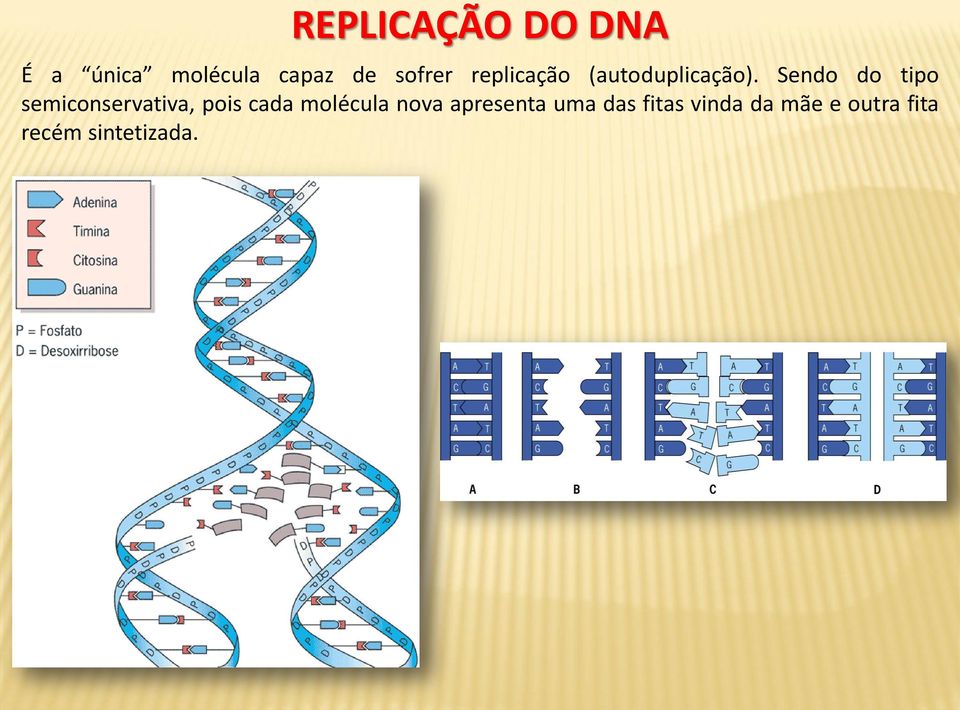 Sendo do tipo semiconservativa, pois cada molécula