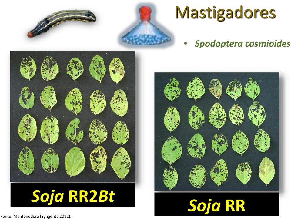 Soja RR2Bt Fonte: