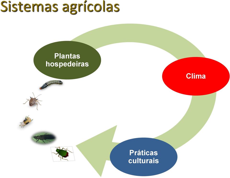 Plantas